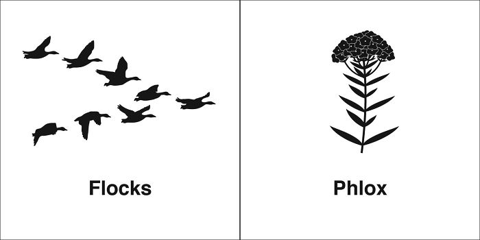 Easily-Confused-Words-Homophones-Bruce-Worden