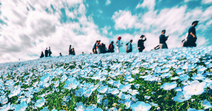 I Photographed This Incredible Park In Japan With 4.5 Million Blooming Baby Blue Eyes