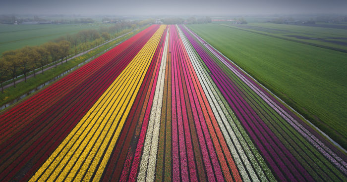 These Tulip Photos Will Make You Want To Visit My Country, The Netherlands