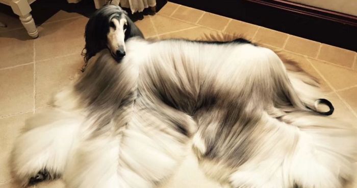 Man Spends Thousands Of Dollars Trying To Keep His Dog’s Hair Stylish Every Single DayMan Spends Thousands Of Dollars Trying To Keep His Dog’s Hair Stylish Every Single Day