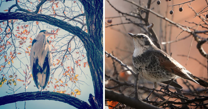 I Capture Seasonal Changes In Japanese Nature