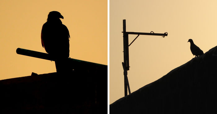 Started Shooting On My Rooftop Near Sunset For 4 Months And Got Amazing Silhouettes