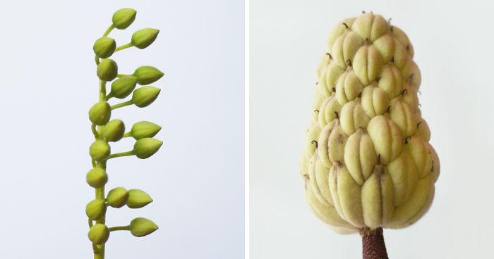 Discover The Color Of Plants And Make You Feel Better Every Day!