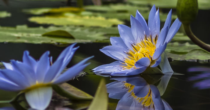 I Photographed Beautiful Water Lilies