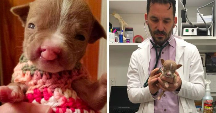 No One Wants This Dog With A Cleft Palette, Except…
