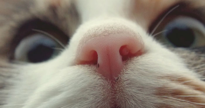 93 Close-Ups Of Cat Noses To Make Your Day