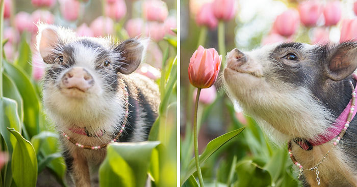 I Photographed A Pig In Pink Tulips