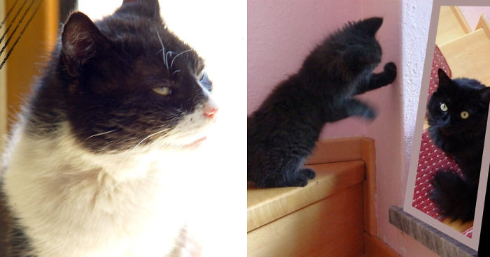 My Cat Is More Famous Than Me