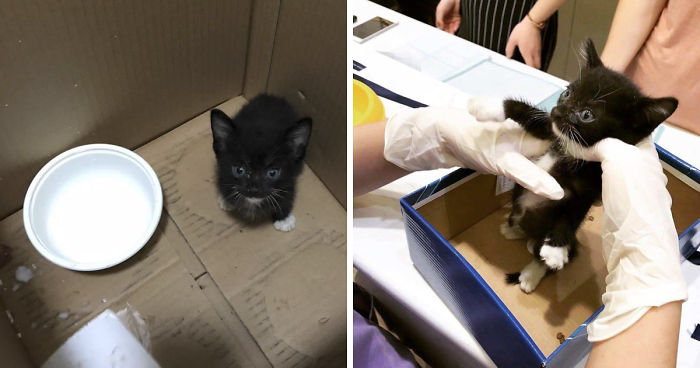 We Rescued This Feisty Dirty Kitty And He Grew Up To Be Such A Dapper Gentleman