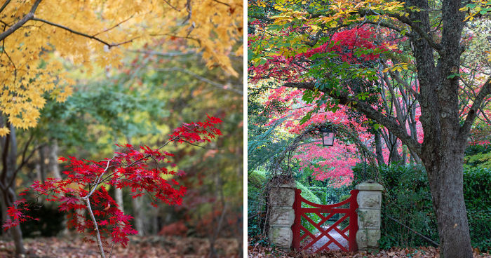 I Documented The Magical Autumn In Australia