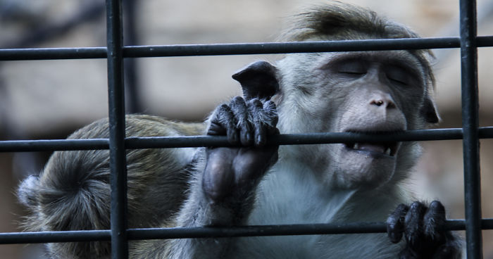 The Photography Session That Would Show You Why You Shouldn’t Go To The Zoo Anymore