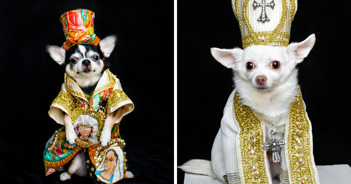 Dogs Wearing Outfits Inspired By Met Gala Heavenly Bodies Exhibit