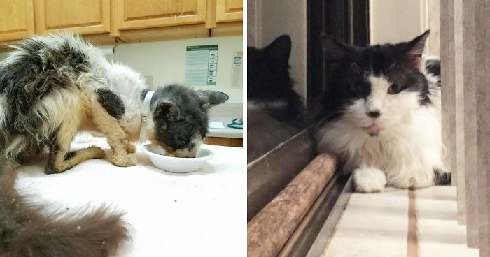 A Sick Cat Close To Death Was Given A Second Chance To Live