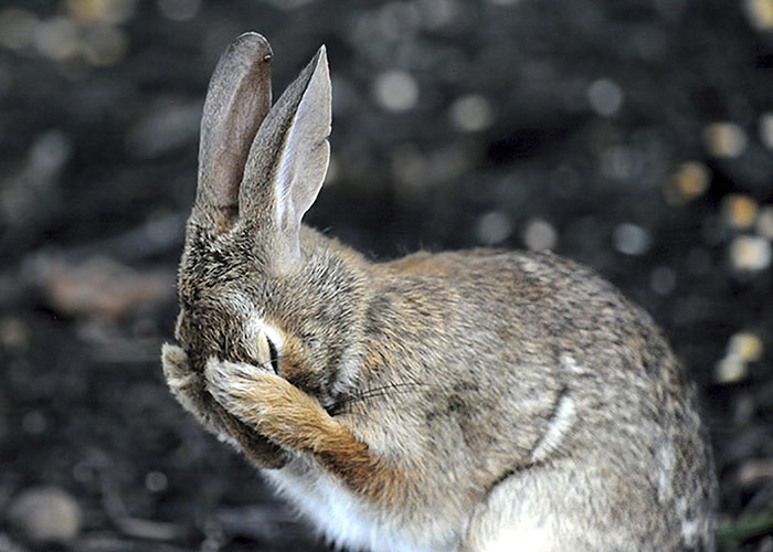 If One More Person Asks If I'm Having A Bad Hare Day... West Virginia By Daniel L. Friend