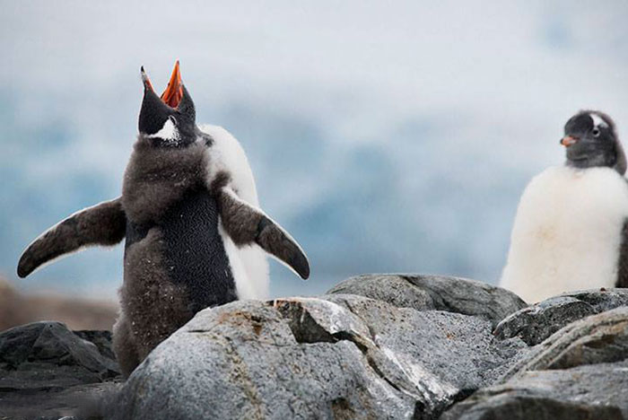 Thats Enough Thank You. We''ll Call You, Dont Call Us By Becky Schott