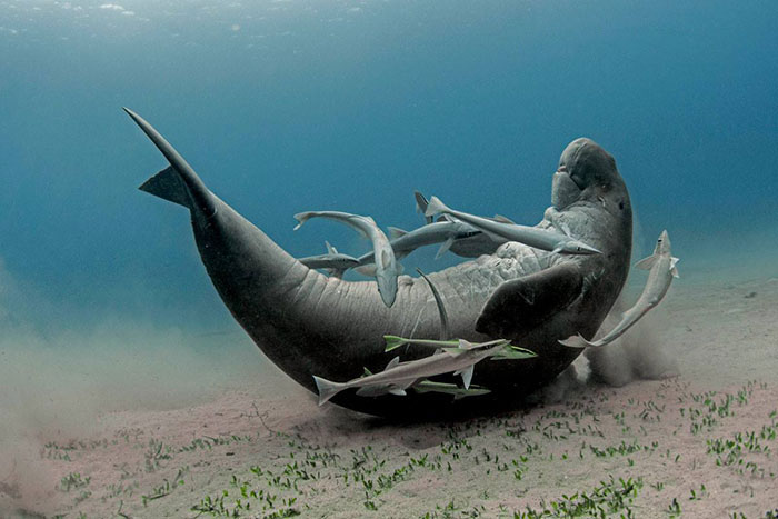 A Dugong Seemingly In Fits While Being Tickled By Michele Hall