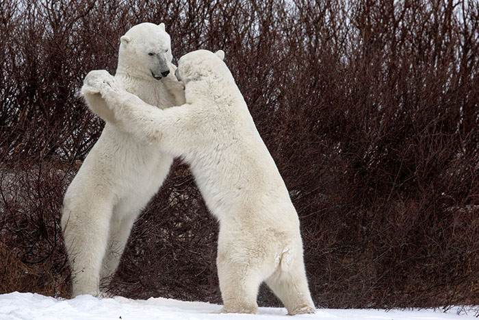 The Funny Pose Assumed By The Two Bears During Their Struggle, As If They Were Practicing A Vienna Waltz, Churchill, Canada By Luca Venturi