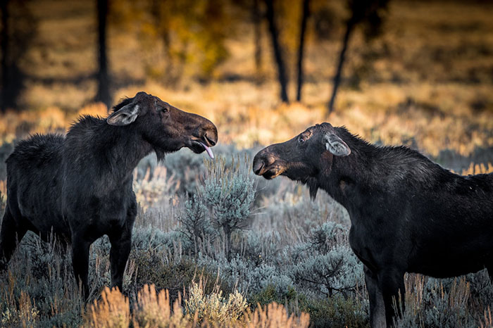 A Female Moose Sticking Her Tongue Out, Wyoming By Barney Koszalka