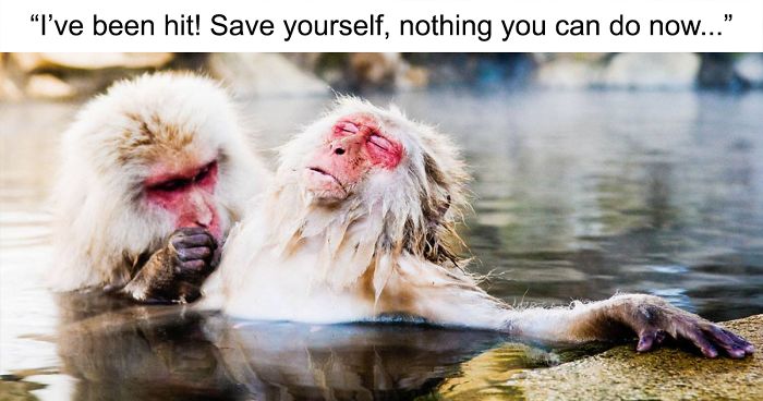 22 Of The Best Entries For The Comedy Wildlife Photo Awards 2018