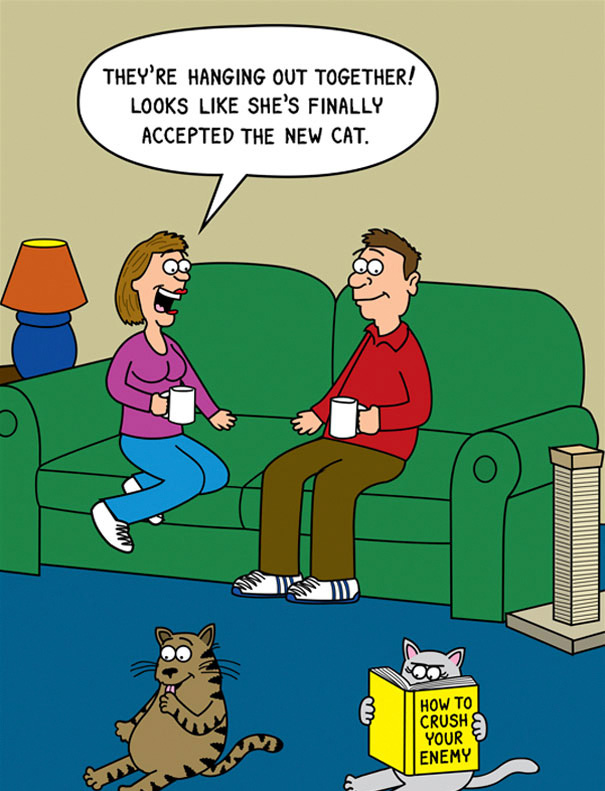 Cat Comics