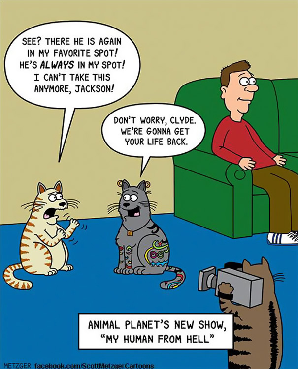 Cat Comics