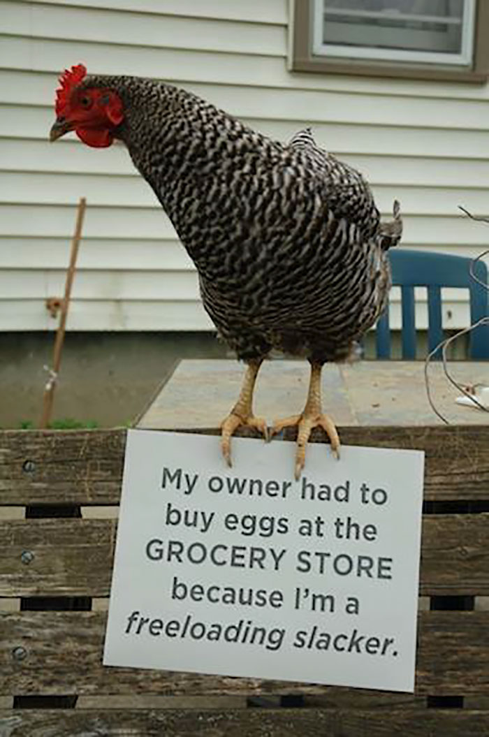 Funny-Chicken-Shaming-Farm-Life