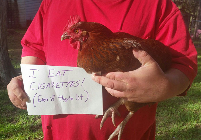 Funny-Chicken-Shaming-Farm-Life