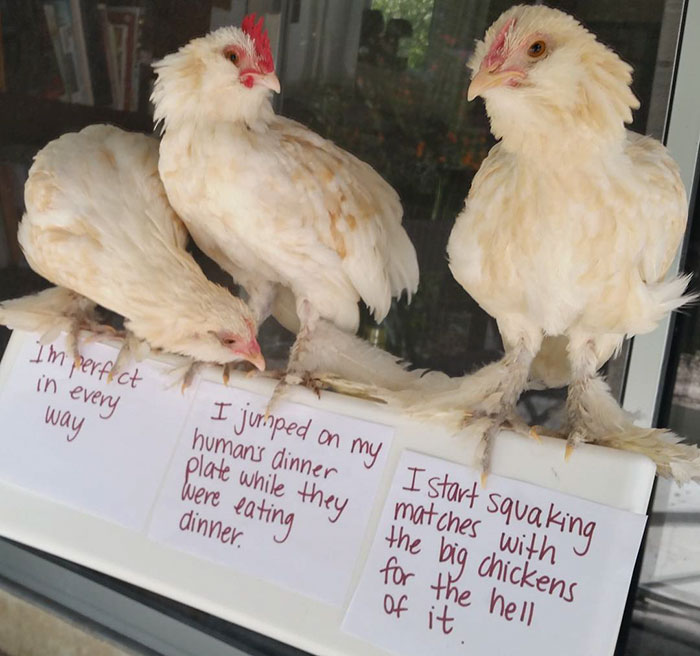 Funny-Chicken-Shaming-Farm-Life