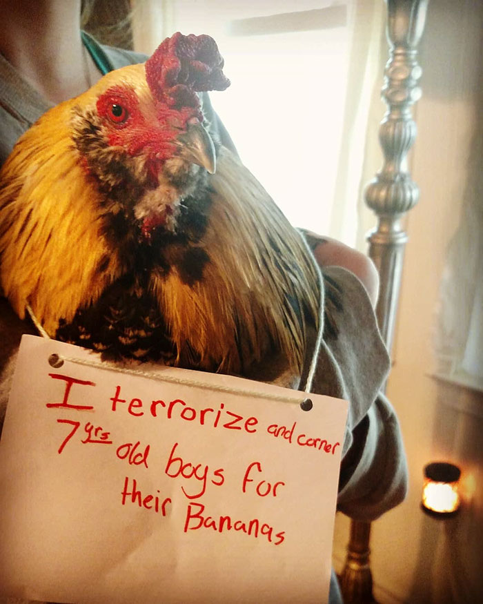 Funny-Chicken-Shaming-Farm-Life