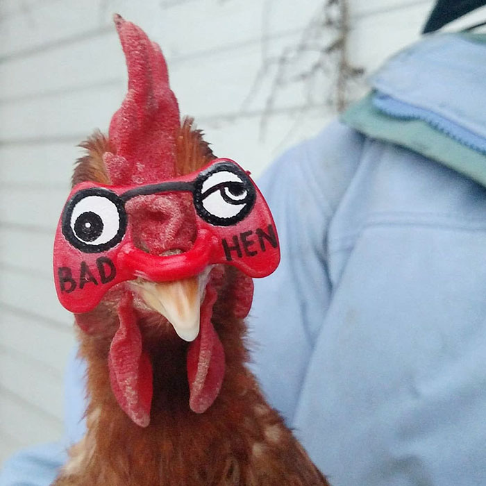Funny-Chicken-Shaming-Farm-Life