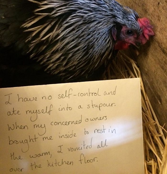 Funny-Chicken-Shaming-Farm-Life