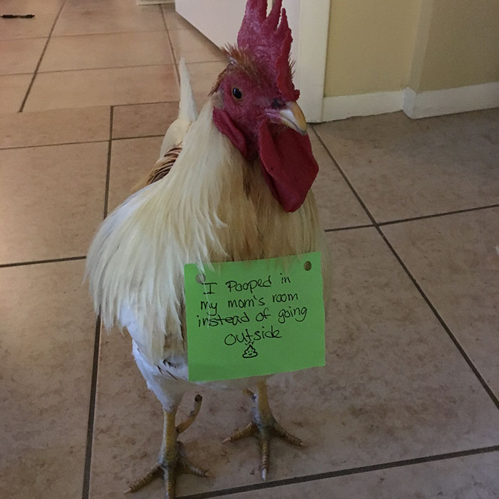 Funny-Chicken-Shaming-Farm-Life