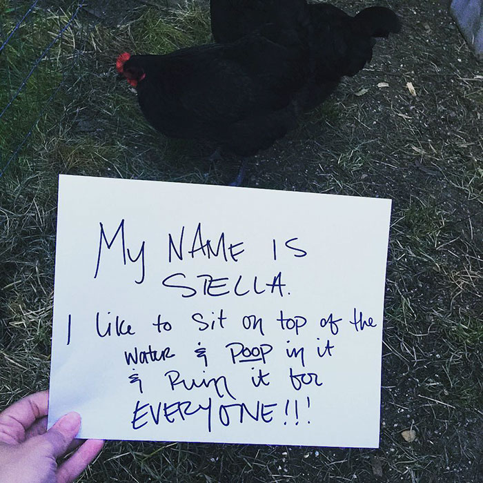 Funny-Chicken-Shaming-Farm-Life