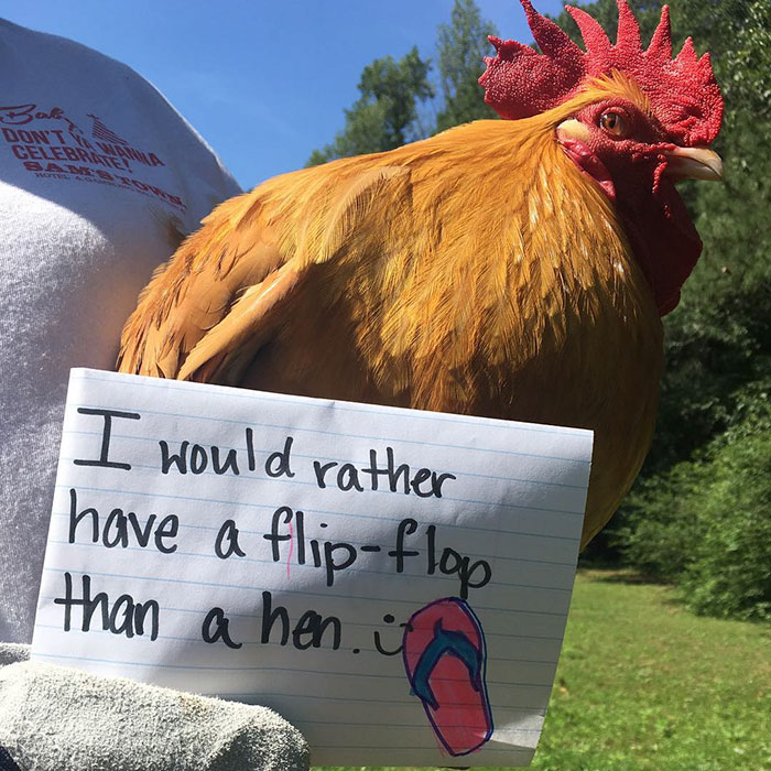 Funny-Chicken-Shaming-Farm-Life