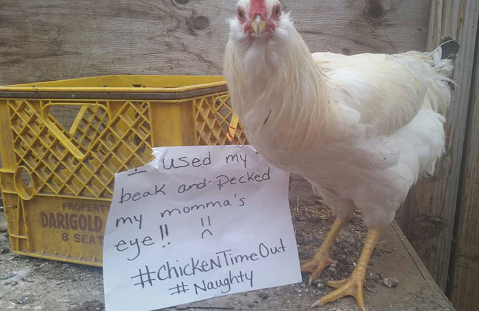 Funny-Chicken-Shaming-Farm-Life