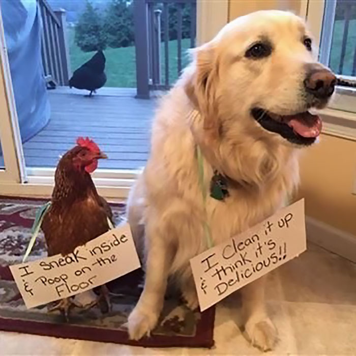 Funny-Chicken-Shaming-Farm-Life