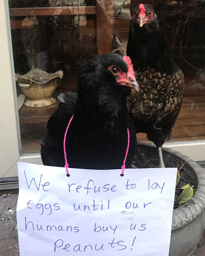 Funny-Chicken-Shaming-Farm-Life