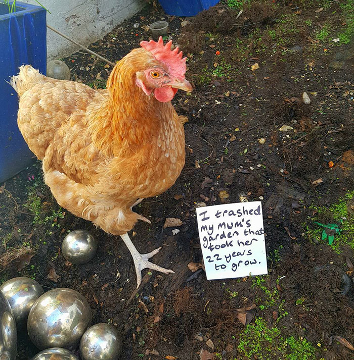 Funny-Chicken-Shaming-Farm-Life
