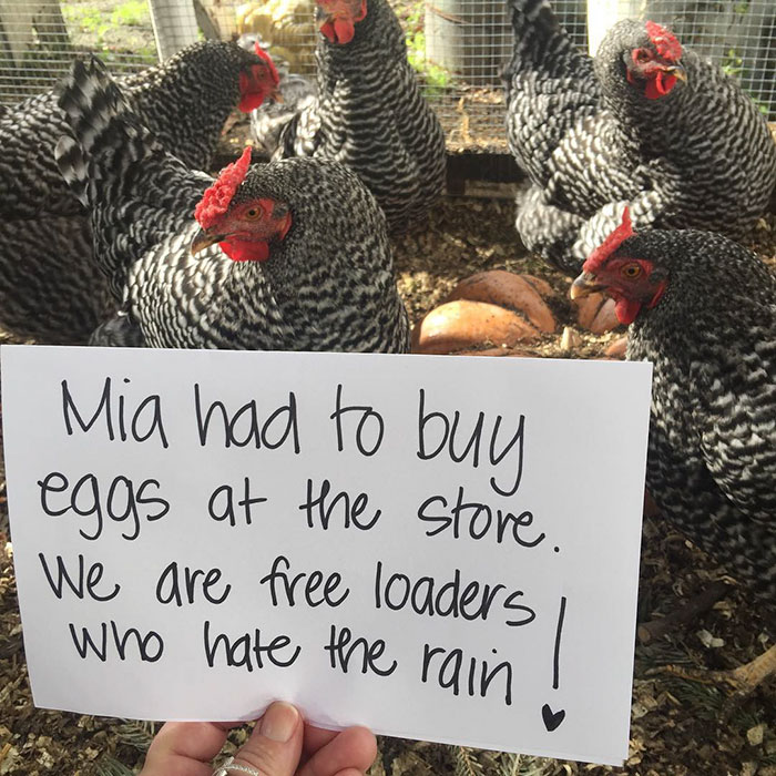 Funny-Chicken-Shaming-Farm-Life