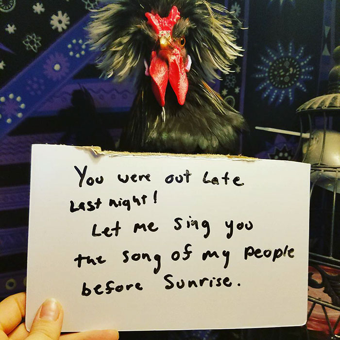 Funny-Chicken-Shaming-Farm-Life