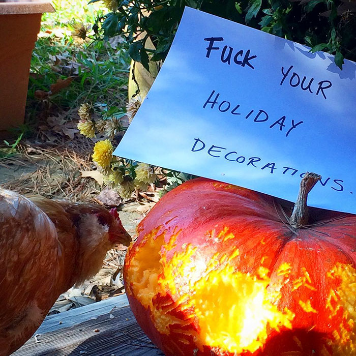 Funny-Chicken-Shaming-Farm-Life