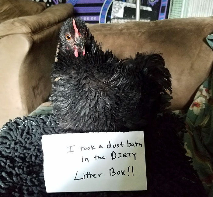 Funny-Chicken-Shaming-Farm-Life