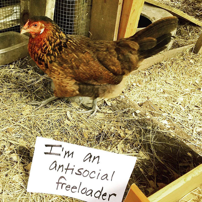 Funny-Chicken-Shaming-Farm-Life