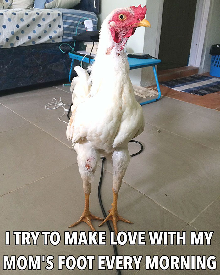 Funny-Chicken-Shaming-Farm-Life