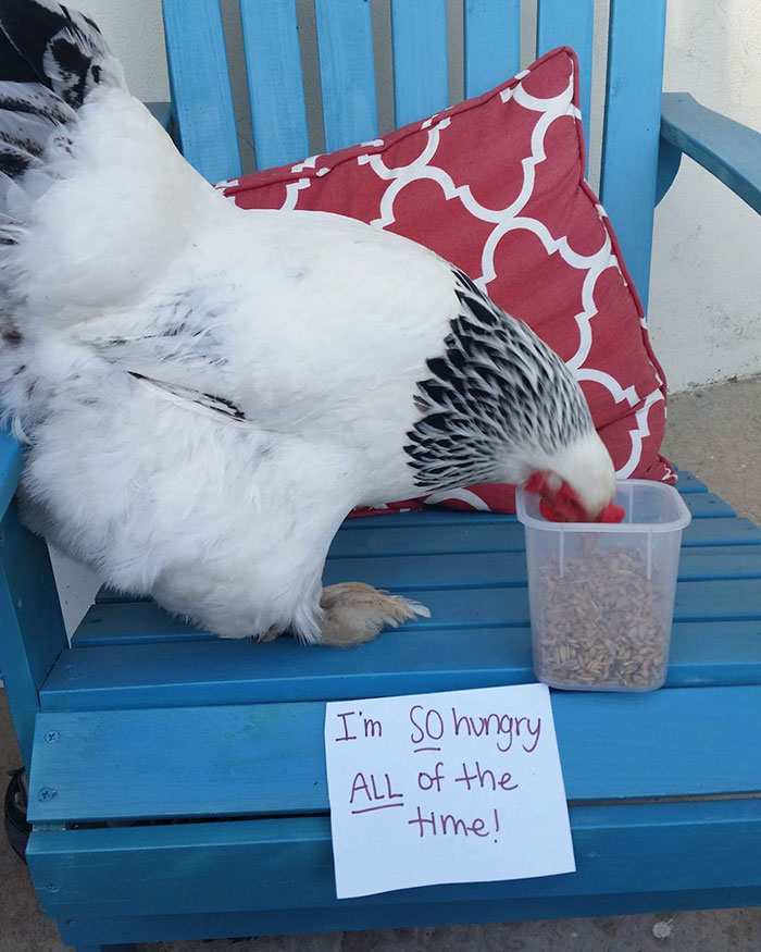 Funny-Chicken-Shaming-Farm-Life