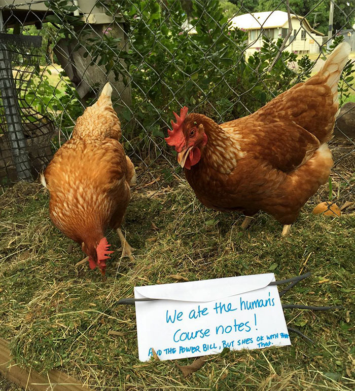 Funny-Chicken-Shaming-Farm-Life