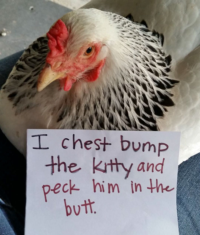 Funny-Chicken-Shaming-Farm-Life
