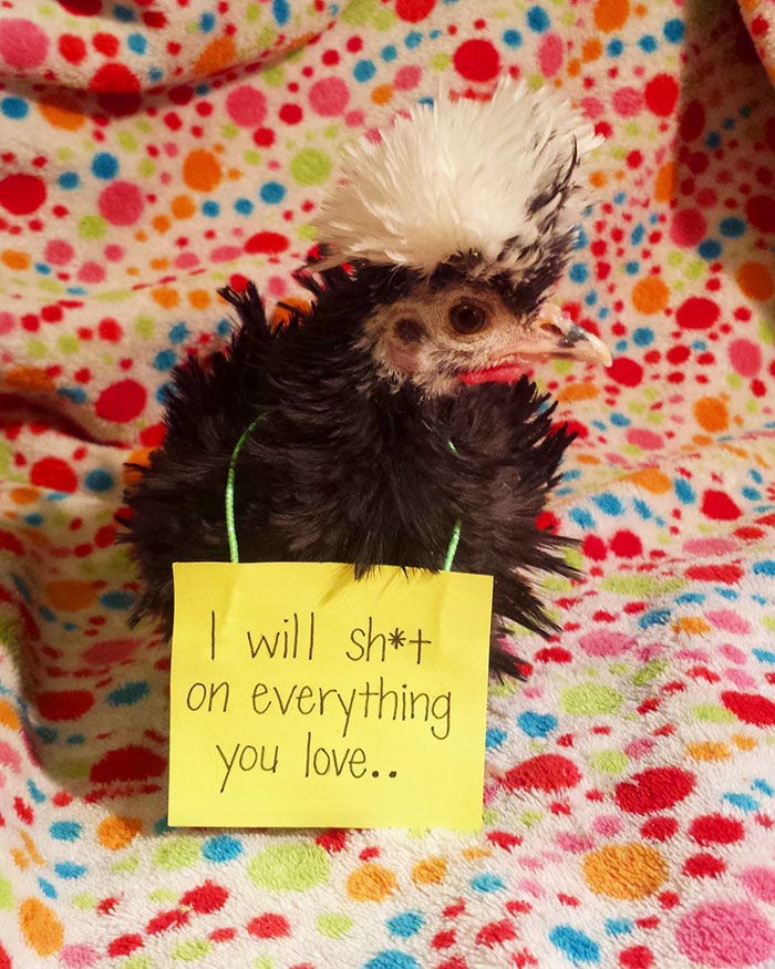 Funny-Chicken-Shaming-Farm-Life