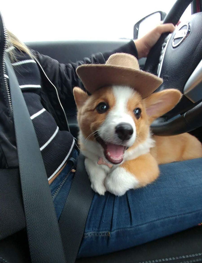 My Corgi Is Ready To Herd