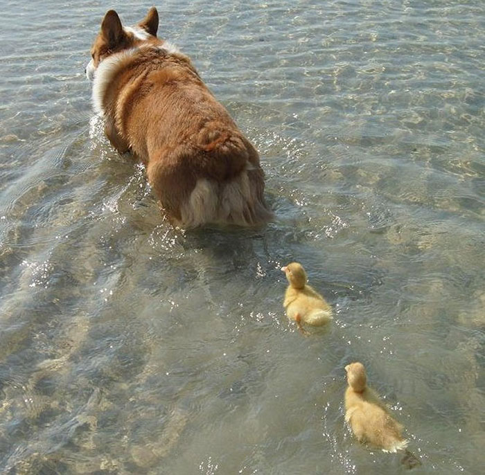 Corgi The Duck Mama